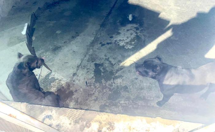 Nou incident grav, cu câini de luptă, pe Lacul Morii